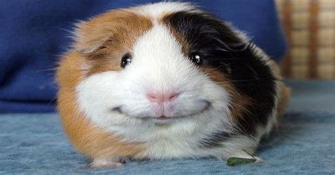 Smiling Guinea Pig Aww