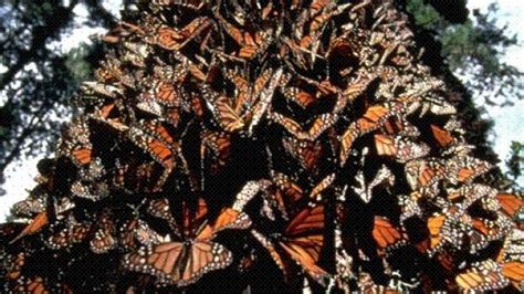 The Most Amazing Insect Migration The Monarch Butterfly