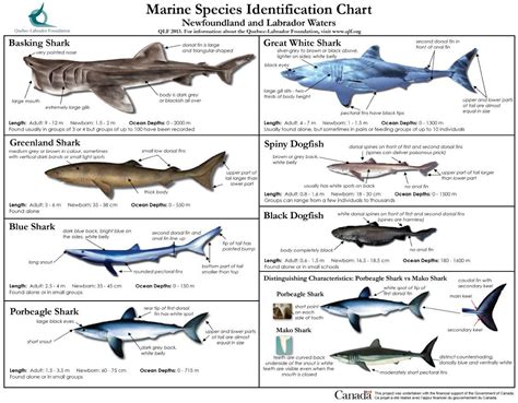 Marine Species Identification Chart 5 Seashepherd