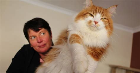 Cats Big And Small Fun For All St George And Sutherland Shire Leader