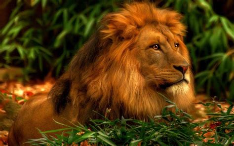 Lion Pictures Wallpapers Wallpaper Cave