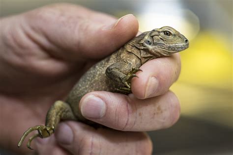 Aliso Laguna News Critically Endangered Jamaican Iguanas Hatch At San