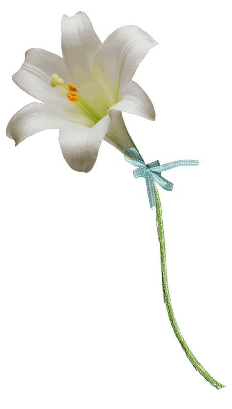 Easter White Lilies Png Image Png Arts