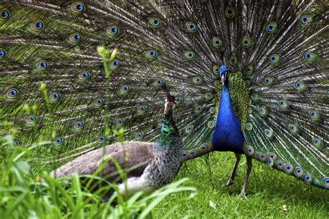 How Do Peacocks Mate Sciencing