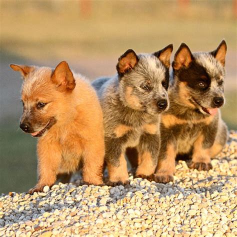 Photos Of Blue Heeler Puppies