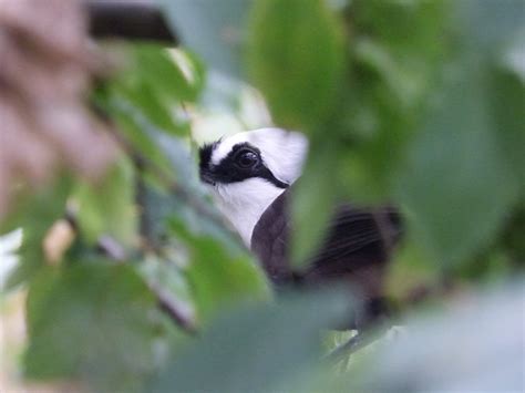 Sumatran Laughingthrush In The New Aviary Zoochat