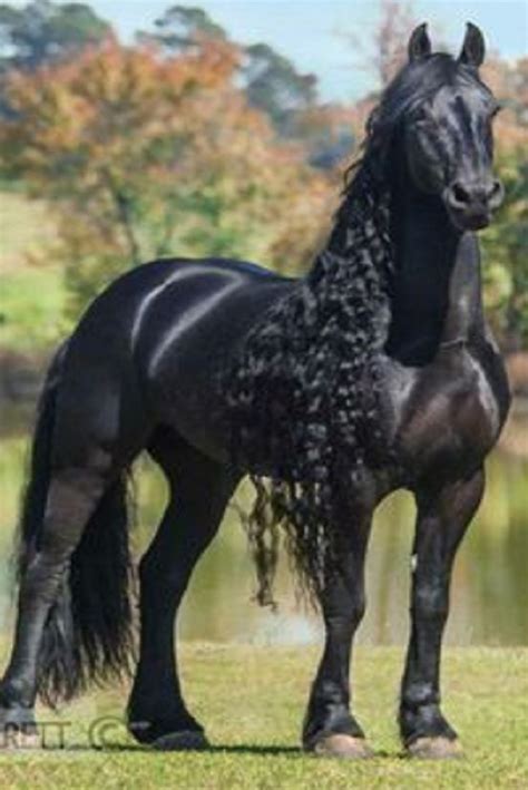 Most Beautiful Horse Breed Beautiful Horses Rare Horses Horse Breeds