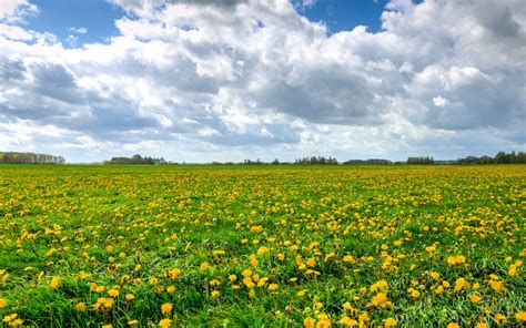 Nature Meadow Wallpapers 4k Hd Nature Meadow Backgrounds On Wallpaperbat