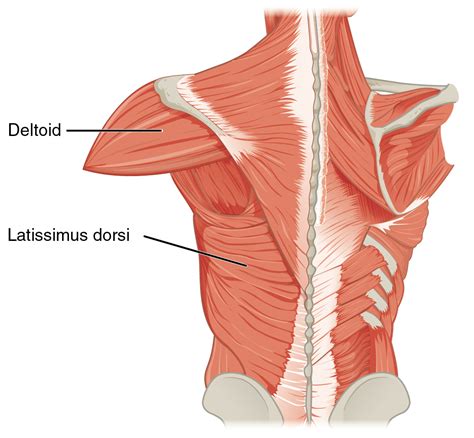 Imagine similară Latissimus dorsi Best lat exercises Deltoids