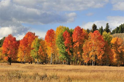 Colorful Aspen Trees In Autumn Photograph By Kriss Russell