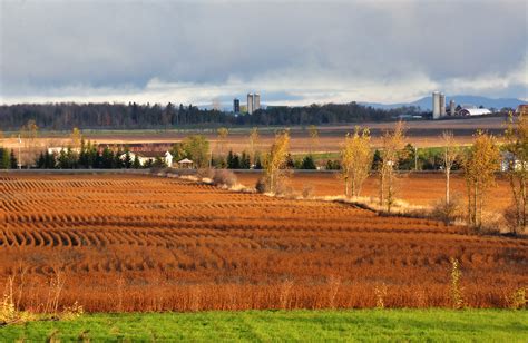 Filesoya Field Mazepa Farm Ontario Wikimedia Commons