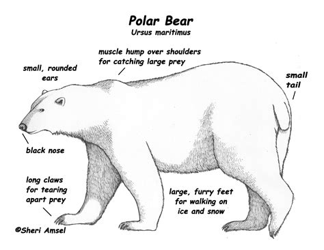 Polar Bear Life Cycle Adaptations Karyl Corbitt
