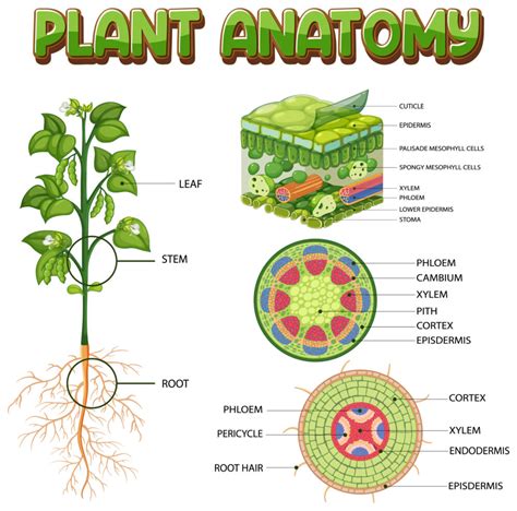 Plant Structure And Function Biology Notes