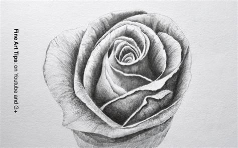 Drawing Of A Rose In Pencil