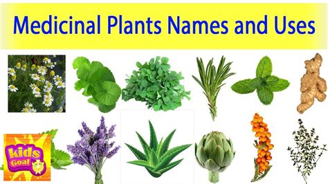 Herbal Indian Medicinal Plants And Their Uses With Pictures Hampel