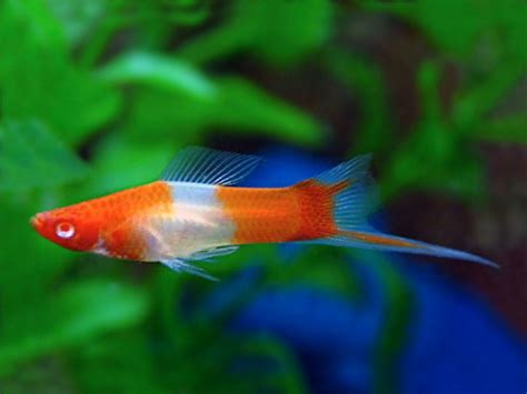 Albino Kohaku Swordtail Swordtail Fish Tropical Fish Freshwater
