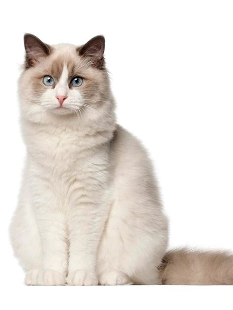 Ragdoll Cat Breed Profile Characteristics And Care