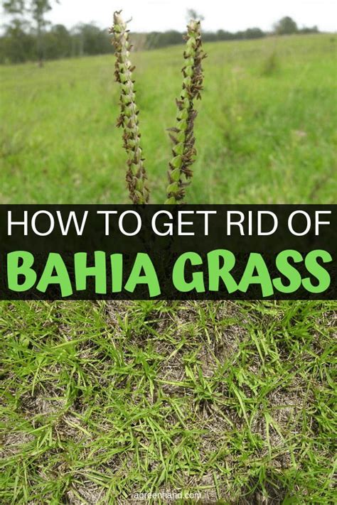 Might also be able to tell you how to get rid of it! How To Get Rid Of Bahia Grass | Grass, Bermuda grass, Zoysia grass