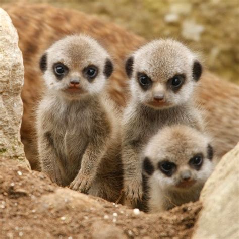 Meet Marwell Wildlife Parks New Meerkat Babies Zooborns