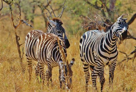 Free Images Prairie Adventure Animal Wildlife Africa Fauna