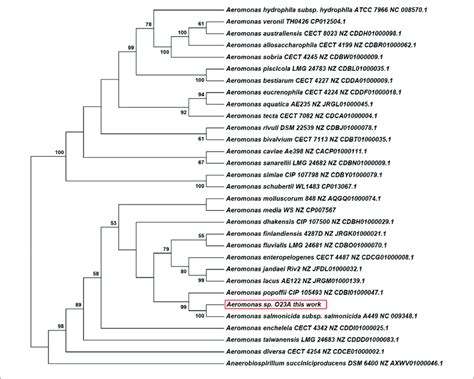 Phylogenetic Tree Of Aeromonas Spp Based On The Rpob Genes Sequences