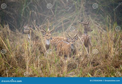 Deer Stock Photo Image Of Deer Chitwan Reserve Pasture 270542446