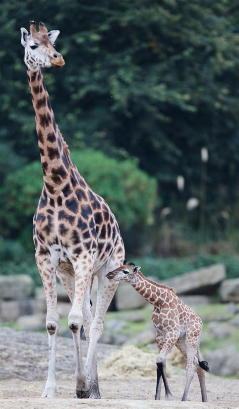 Adorable Baby Giraffe Born At Dublin Zoo This Month