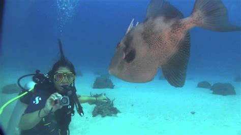 Triggerfish Attacks Camera And Diver On Carib Cargo In Sint Maarten