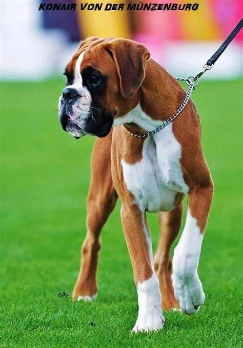 Awesome Boxer Dogs Detail Is Readily Available On Our Website Take A