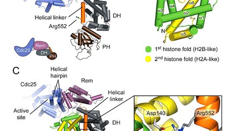 Histone Histone Protein Structure Protein Choices