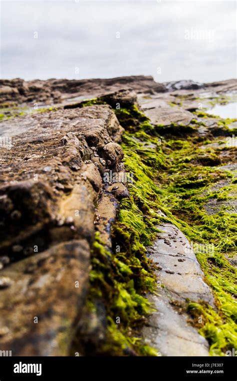 Rocks Green Algae High Resolution Stock Photography And Images Alamy