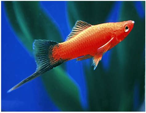 Red Velvet Wag Swordtail Fish Arizona Aquatic Gardens