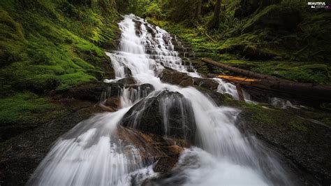 Logs Waterfall Washington State The United States Ford Pinchot