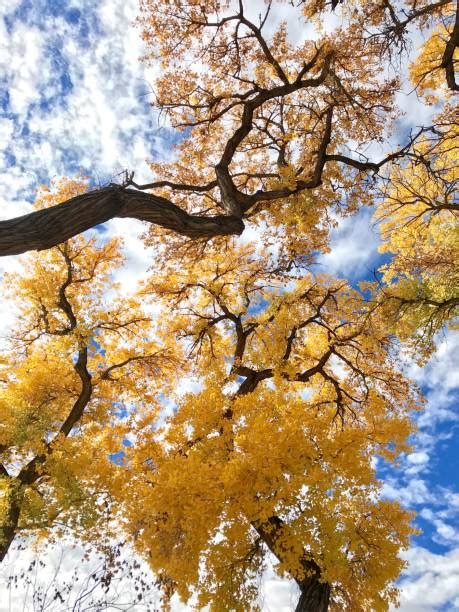 150 Cottonwood Trees In New Mexico Usa Fall Colors Stock Photos