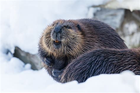 North American Beaver Ranua Resort