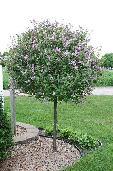 Grafted Lilac Tree 8 Tall Full Sun Requires Little Pruning Best In