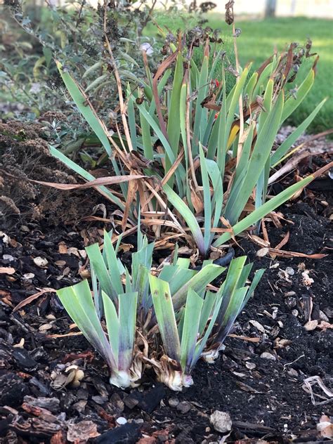 Irises-Part 2 - UC Master Gardeners- Diggin' it in SLO ...