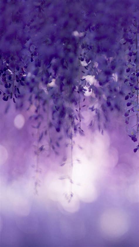 Lilac Wallpapers Top Những Hình Ảnh Đẹp