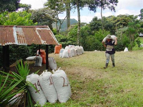 Nicaragua La Ruta Del Café Revista Viajeros