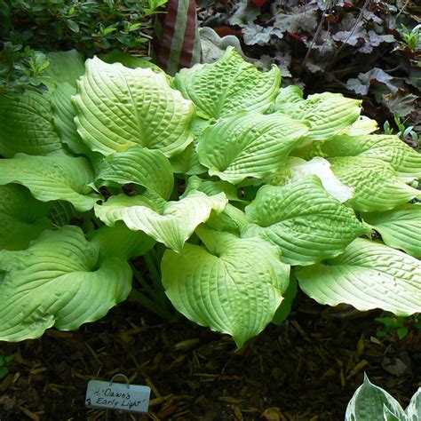 Hosta Dawns Early Light Buy Plantain Lily At Coolplants