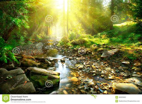 Mountain River In The Middle Of Green Forest Stock Photo Image Of