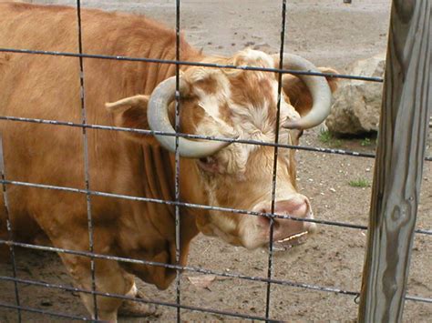 Muffin The Buck Tooth Mini Cow Lisarwilliams6 Flickr