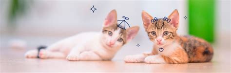 Descubre Cómo Saber El Sexo De Un Gato Blog Petco Mx