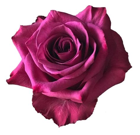 Blueberry Roses Wholesale Flowers For Weddings And Events