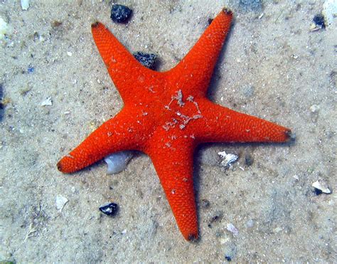 Lesson 4 Sea Star Echinoderm Cswd
