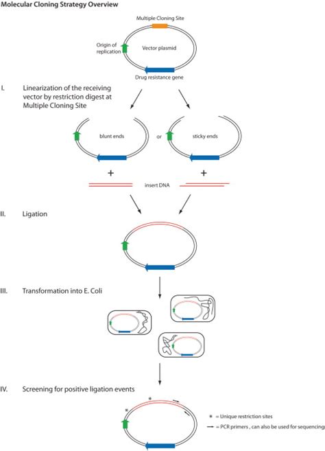 Process Of Gene Cloning Q For Questions
