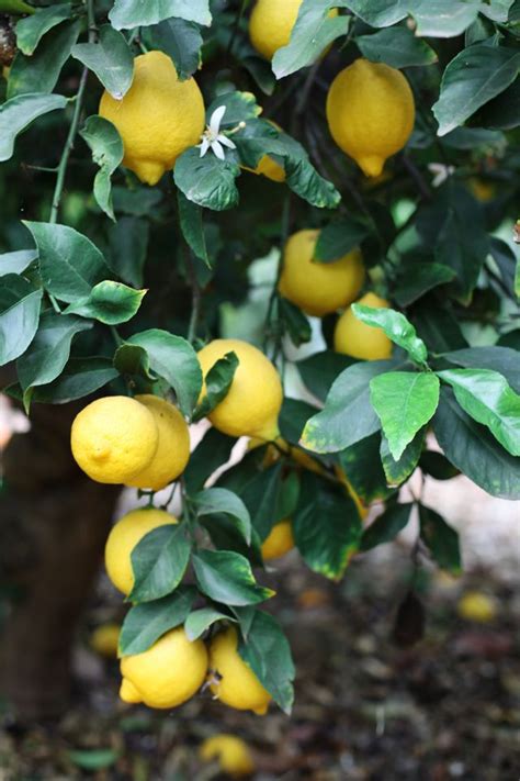 Where To Buy Sweet Lemon Tree