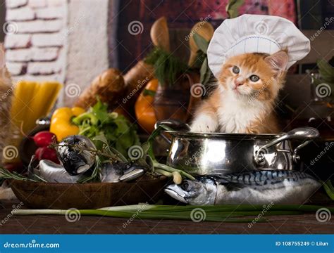 Kitten And Fish Fresh In The Kitchen Stock Image Image Of Maine