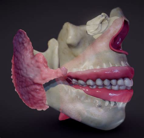 Teeth Pharynx Salivary Glands 3d Model Cgtrader