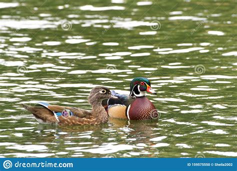 Male And Female Wood Ducks Swimming In A Pond With Light Reflecting